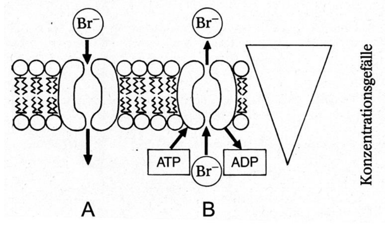 Schematische Membranillustration: Bromid-Ionentransport durch Kanäle in zwei Zuständen (A, B) mit ATP/ADP und Konzentrationsgefälle.